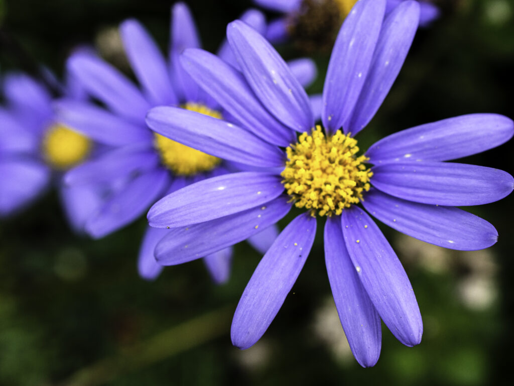Close-up of flower of Blue Marguerite, Felicia amelloides.