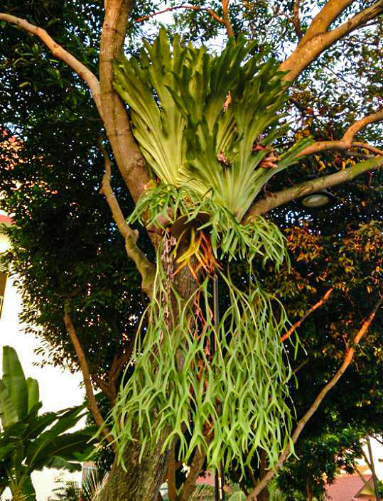 Staghorn fern showing distinction between basal and fertile fronds