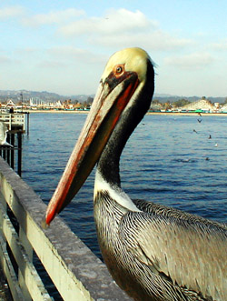 pelican at santa cruz boardwalk